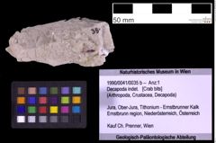 Foto (Objekt + Etiketten) von Decapoda indet. (NHMW-GEO-1990-0041-0035b)